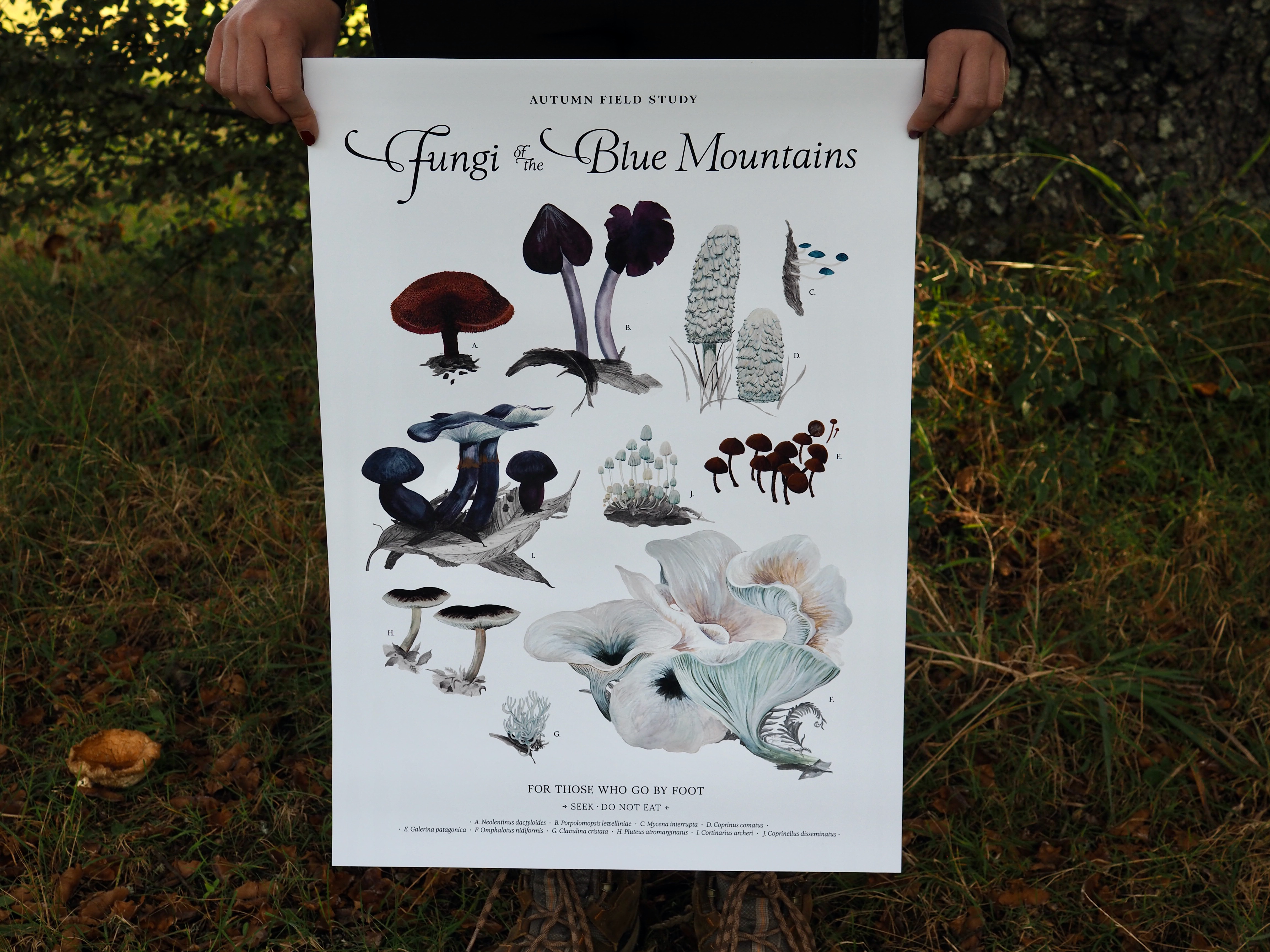 Autumn Fungi Field Study .A