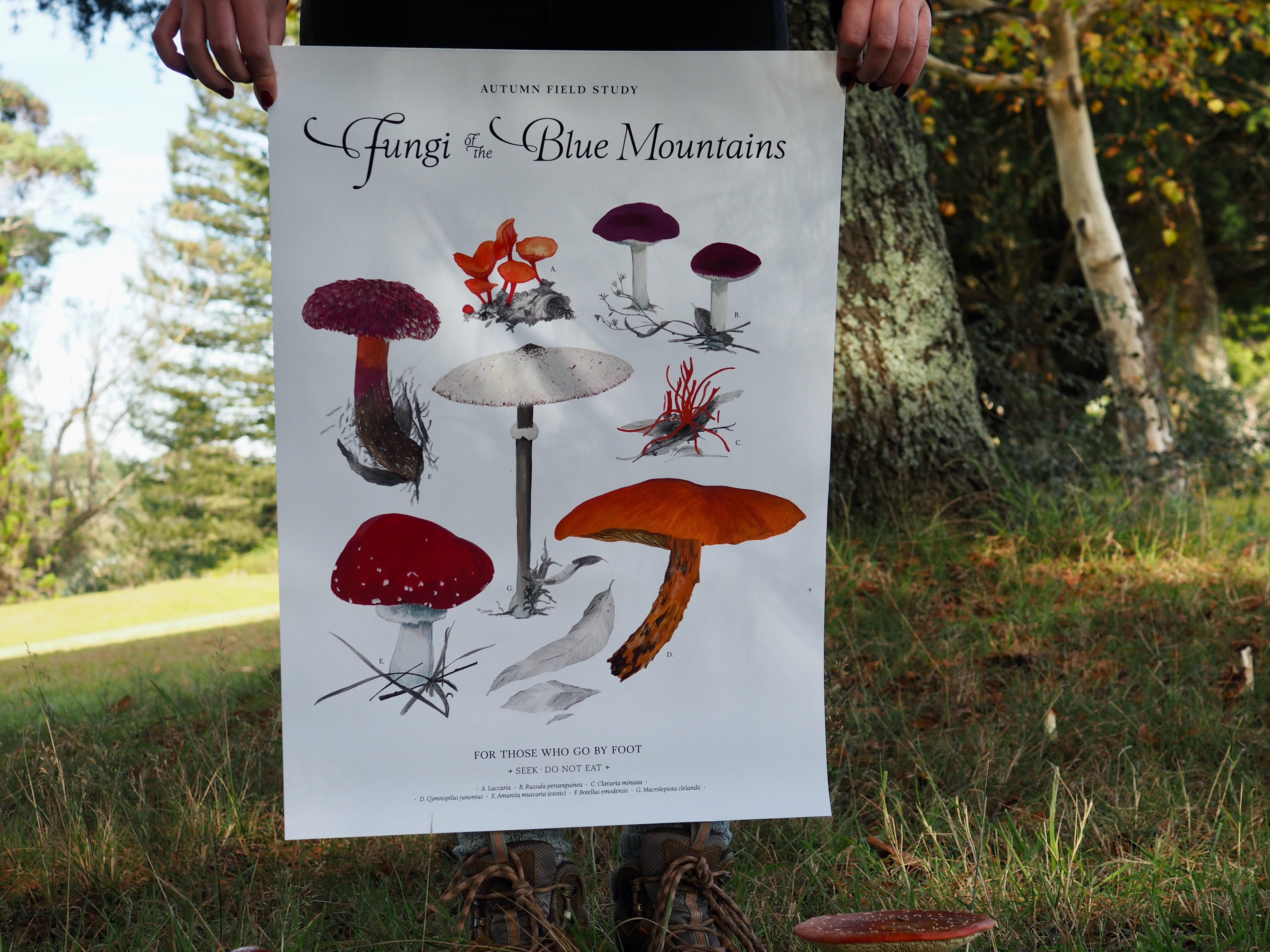 Autumn Fungi Field Study .B
