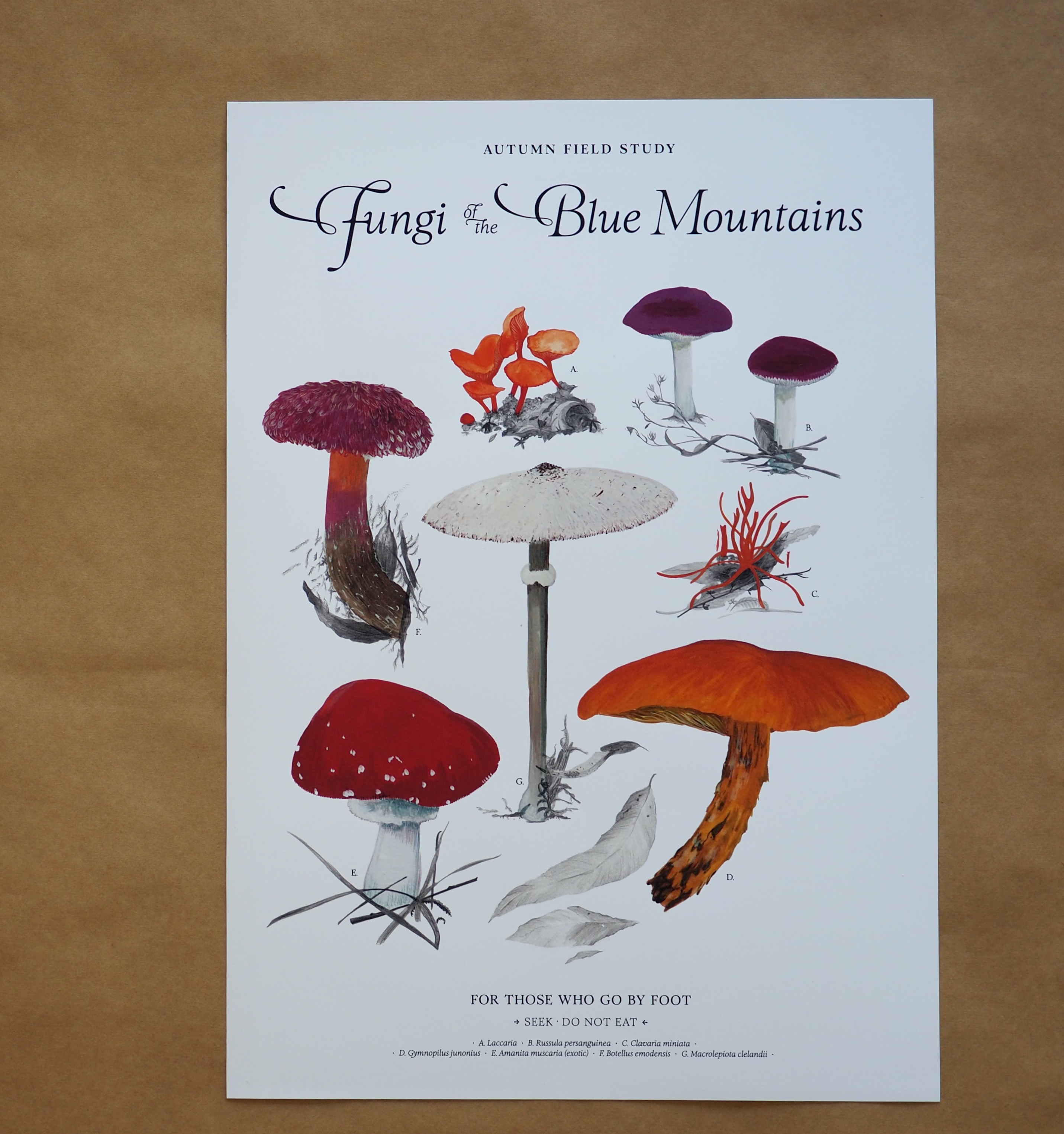 Autumn Fungi Field Study .B