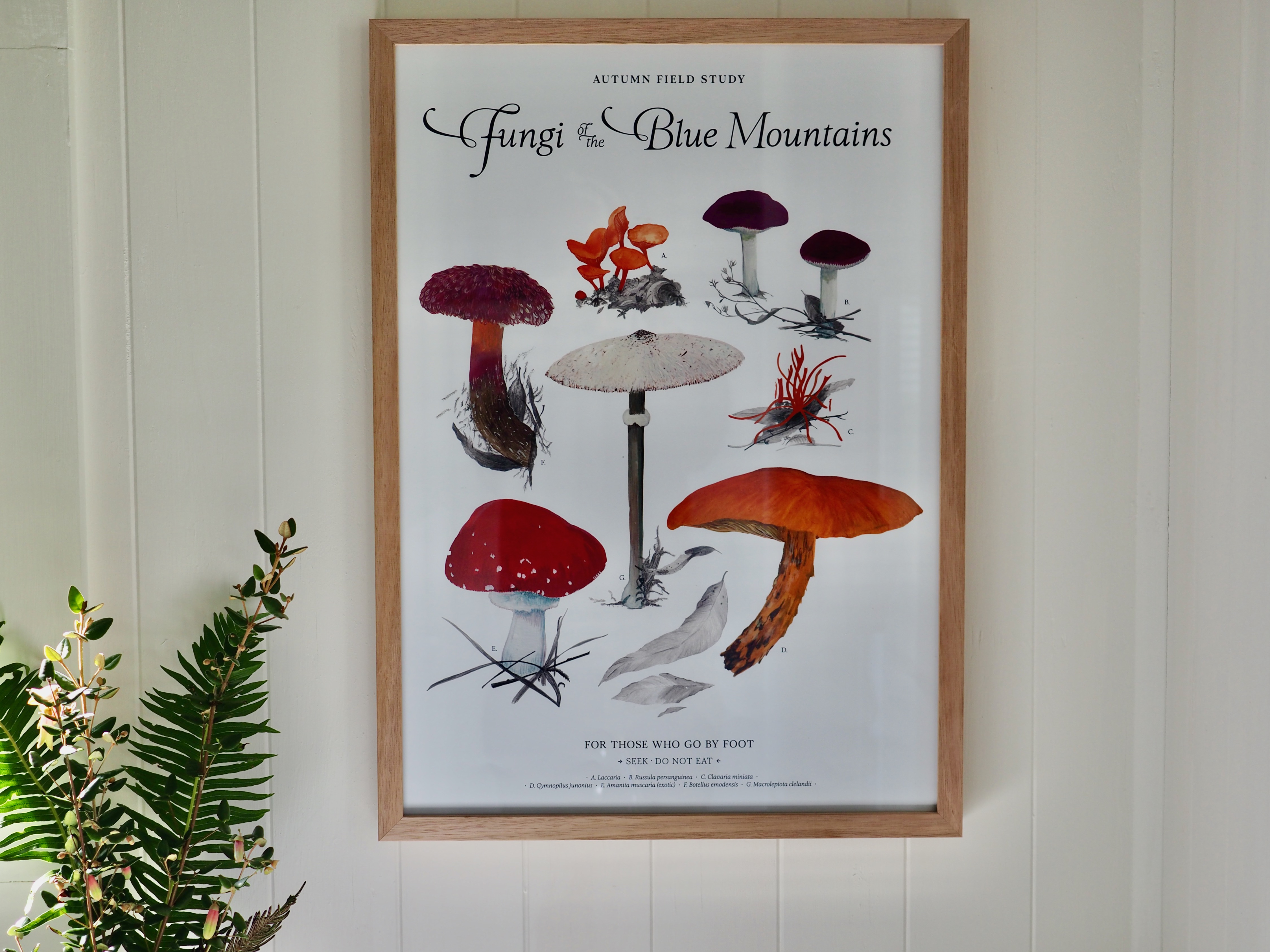 Autumn Fungi Field Study .B