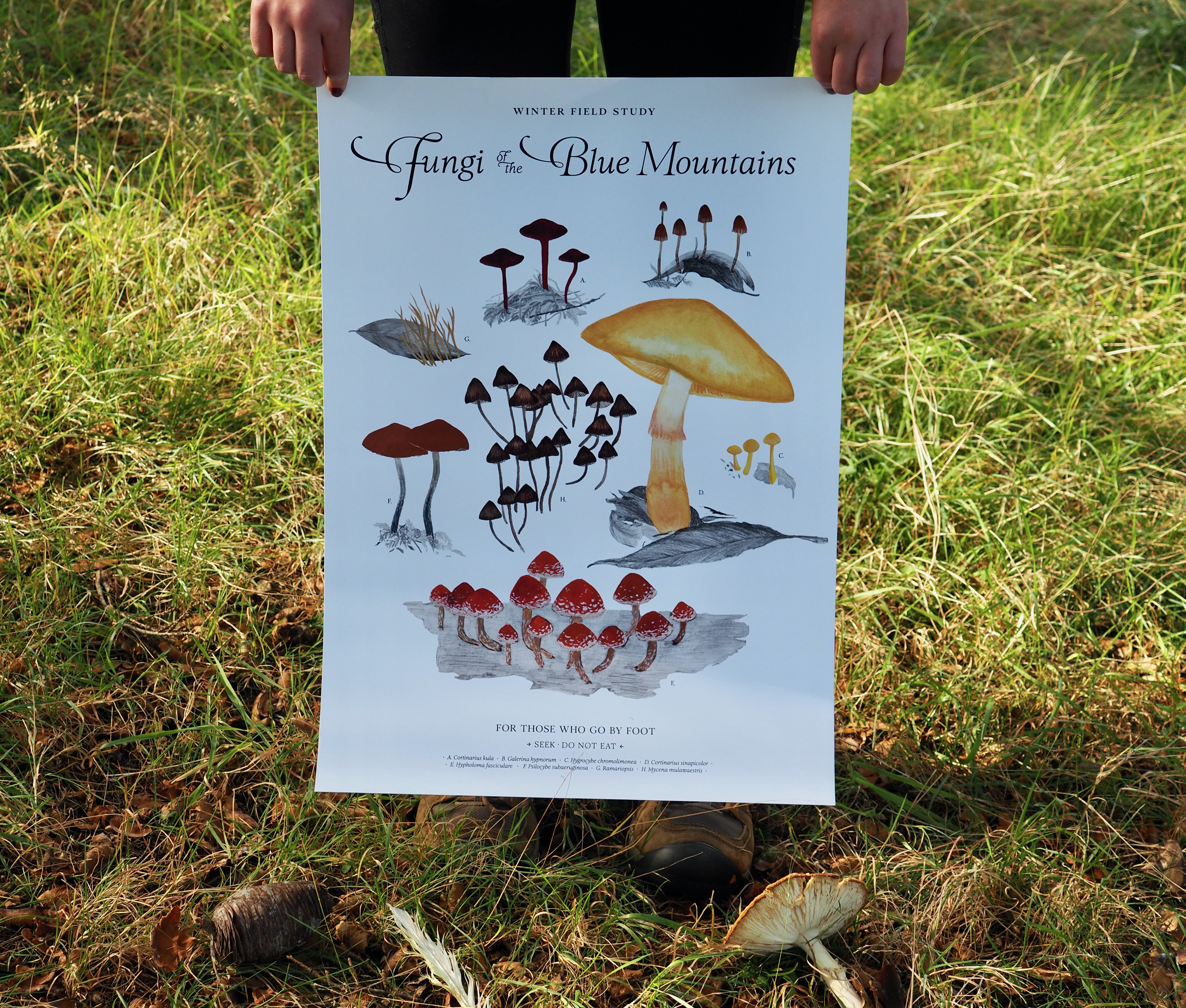 Winter Fungi Field Study .C