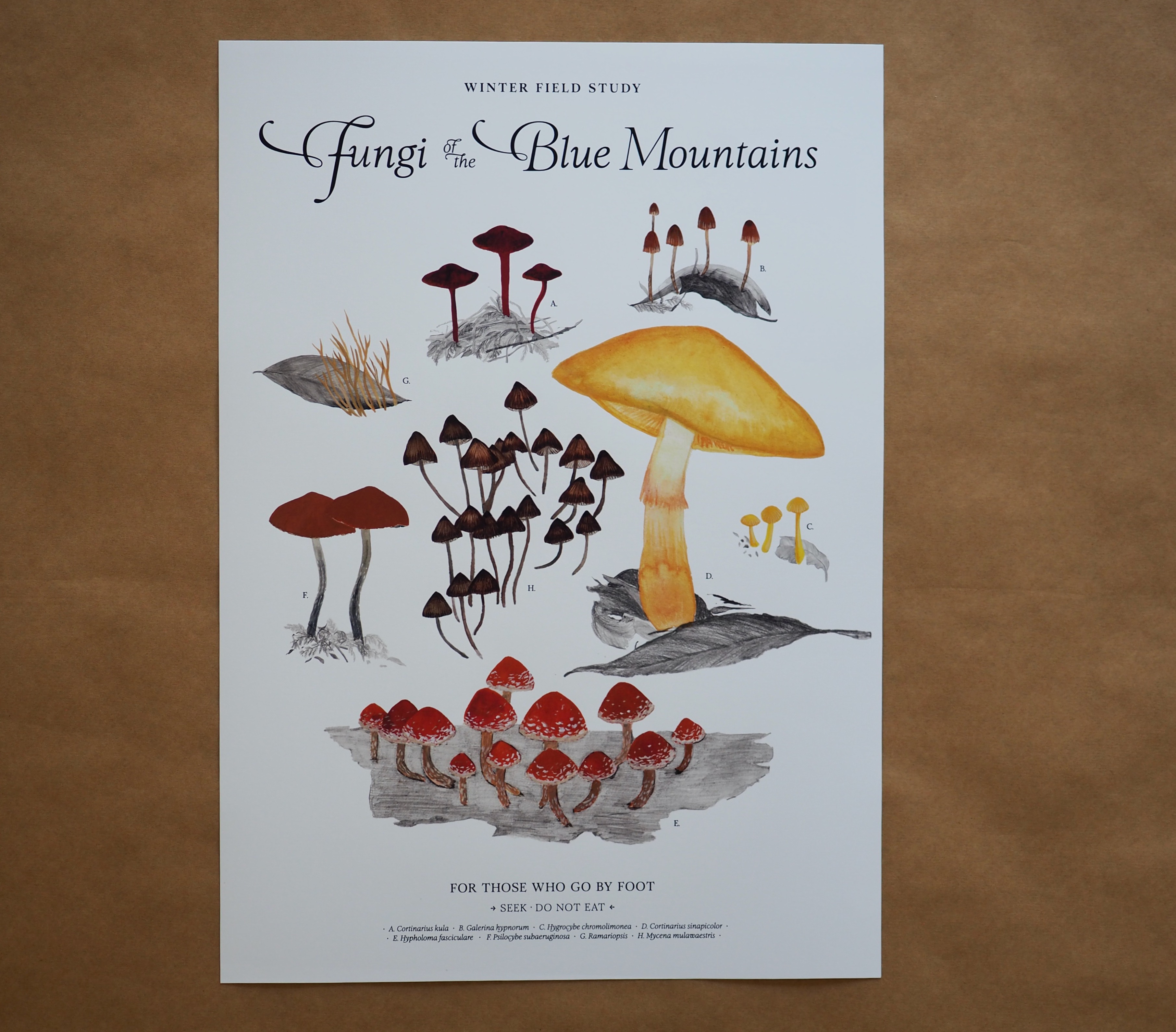 Winter Fungi Field Study .C