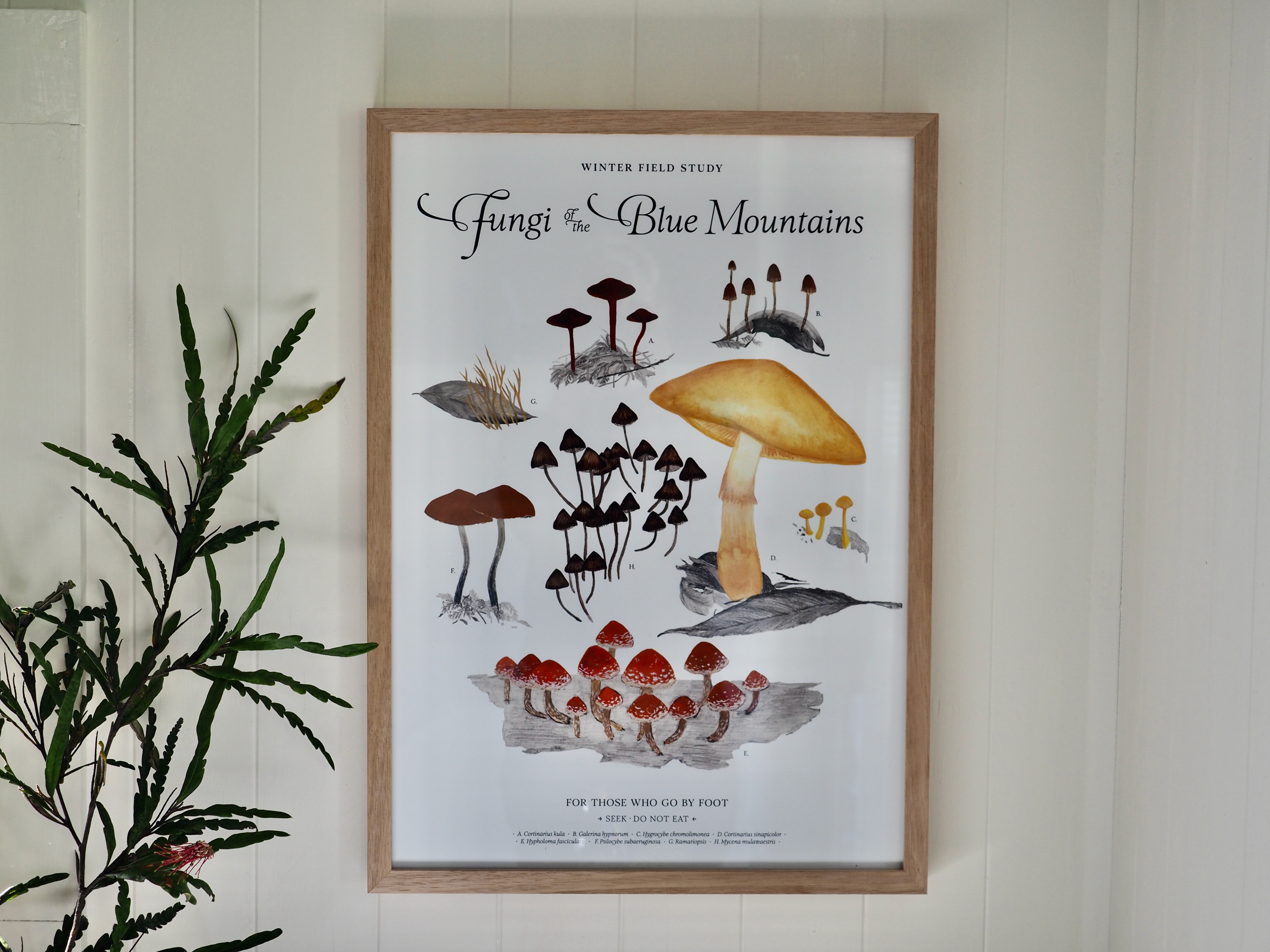 Winter Fungi Field Study .C